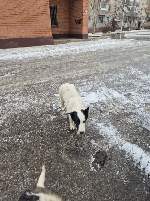 В добрые руки собака