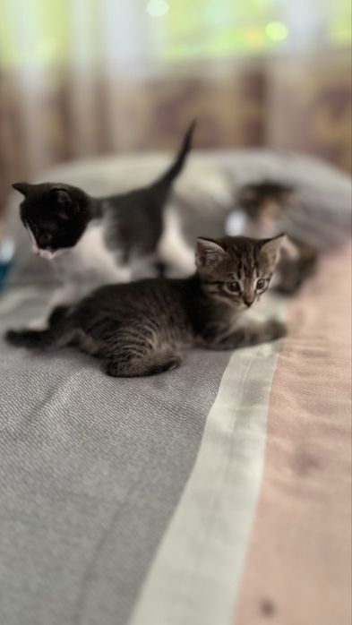 Котенок шотландская прямоухая
