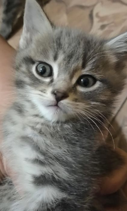Котята хорошие добрые руки