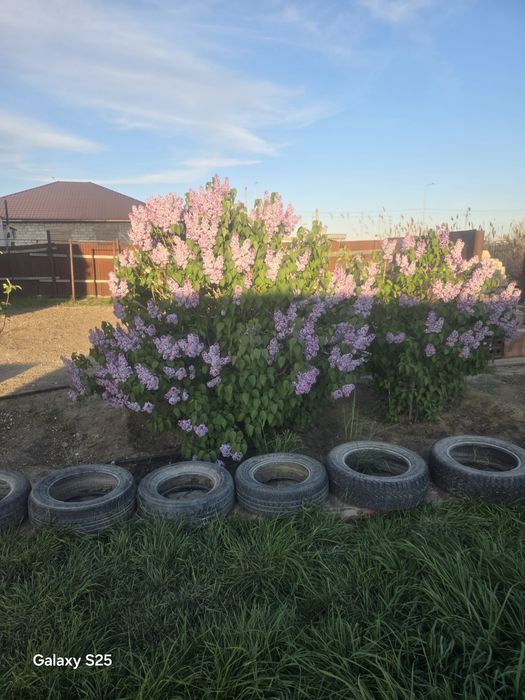 Продается сирень