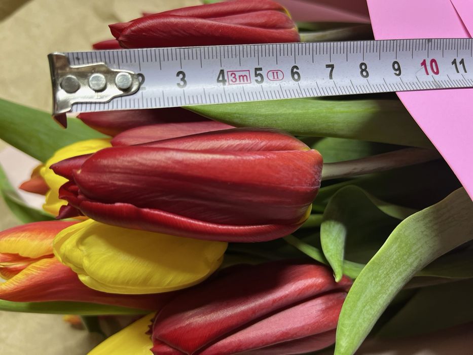 Тюльпаны премиум класса к 8 марта!