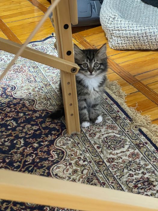 Котята в надежные руки