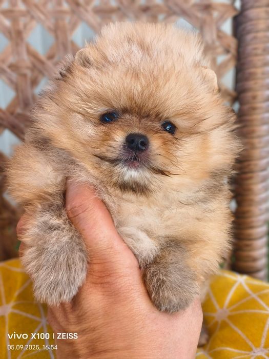 Очаровательные щенки шпица.