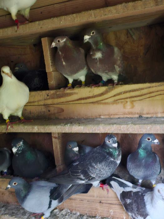 Porumbei voiajori de vânzare