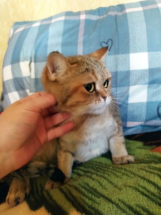 Продаются британская тикиловая шиншила