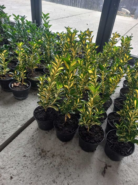 Euonymus Aureomarginatus