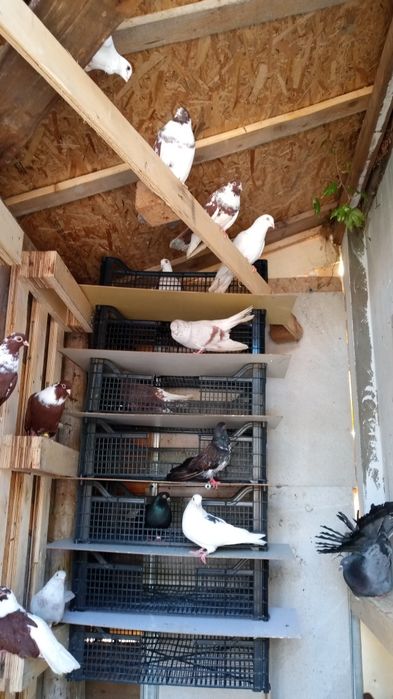 De vânzare la bucata 30 lei 50 bucata ,lot toți 20 lei bucata 32 de buc ,sec 5 Sebastian str Grigore Tocilescu Nr 45