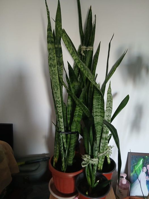 Комнатные цветы  Сансевиерия,замиокулькас