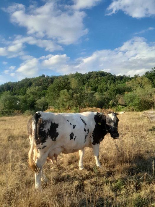 De vanzare vaca
