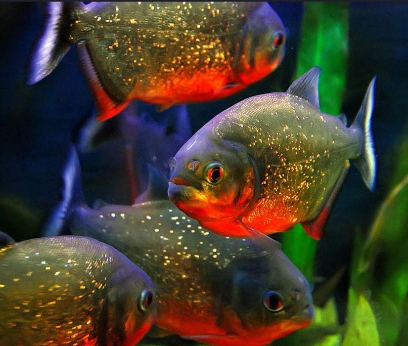Рыбки для акварюма