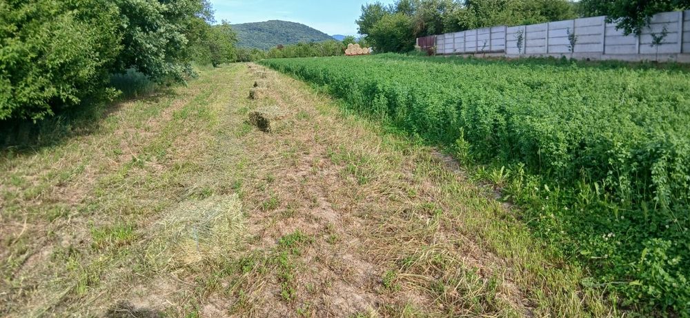 Vând lucernă balot dreptunghiular de 85
