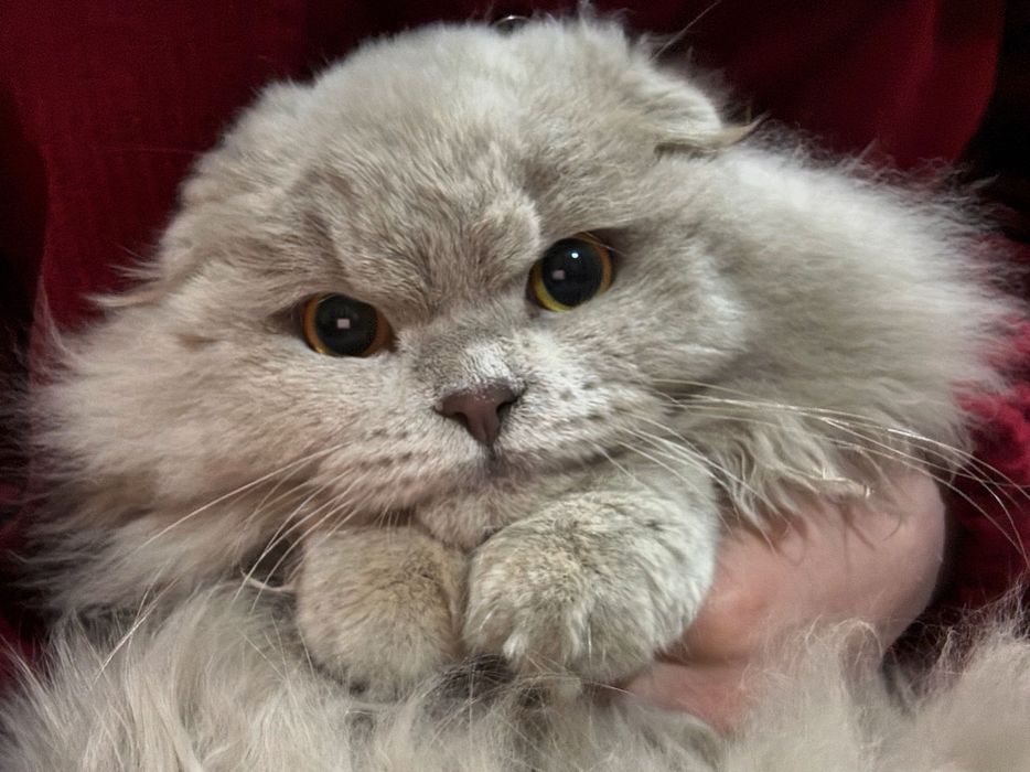 Вязка кота длинношерстный британский шиншилла