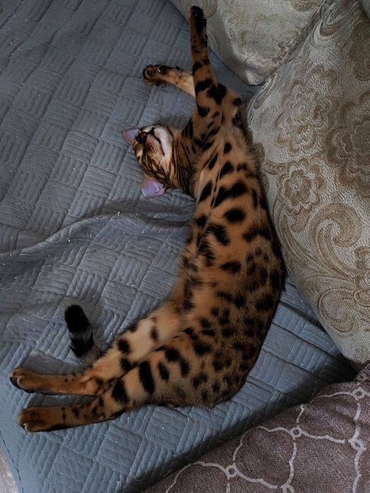 Ищем бенгальского кота для вязки