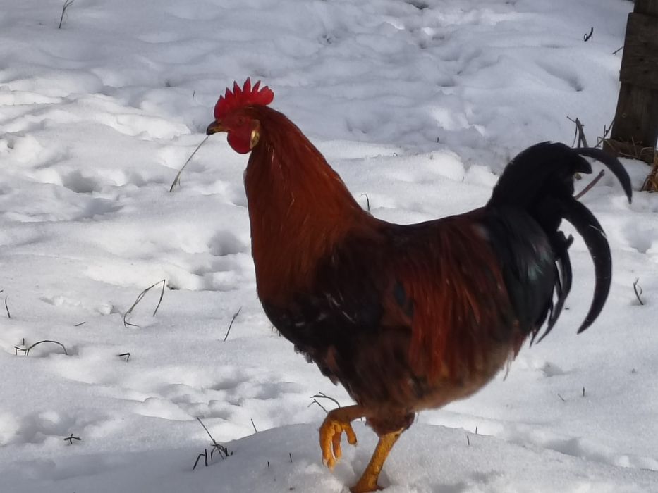 Vând cocoși diverse rase