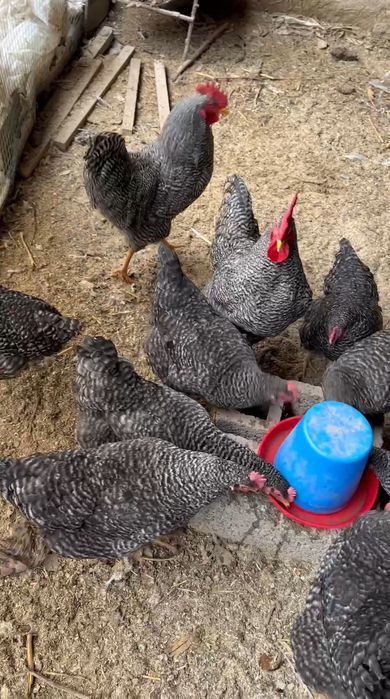 Амрокс парода тоза. 2+8