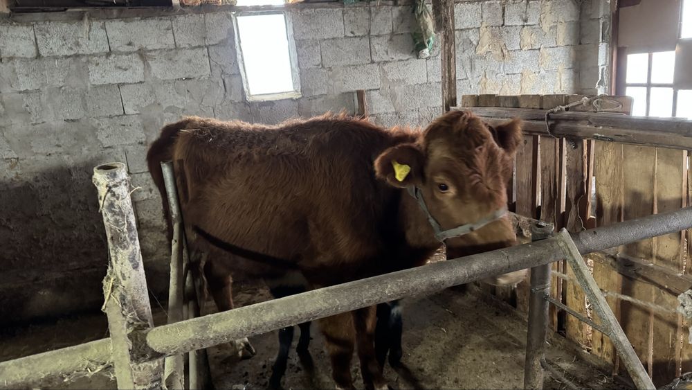 1 ші тума сиырлар сатылады