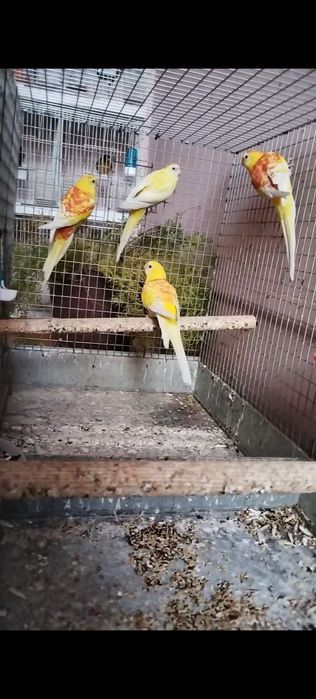 Папугай певчи сотилади