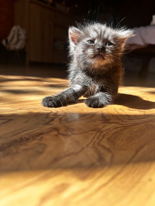 Подарю котят полукровок