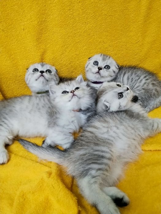 ШотЛандСкие КотЯта -