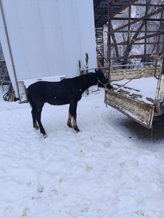 Еркек таи сатылады