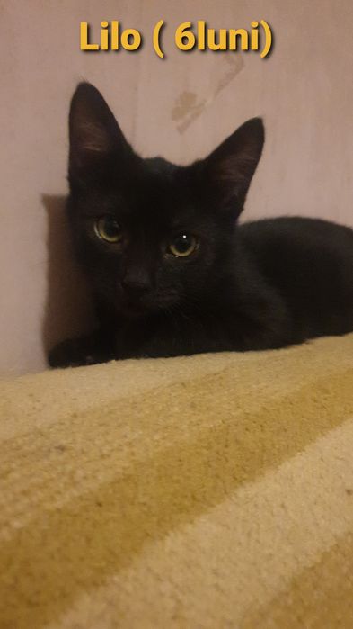 MINUNATII DE PISICUTE frumoase si iubicioase