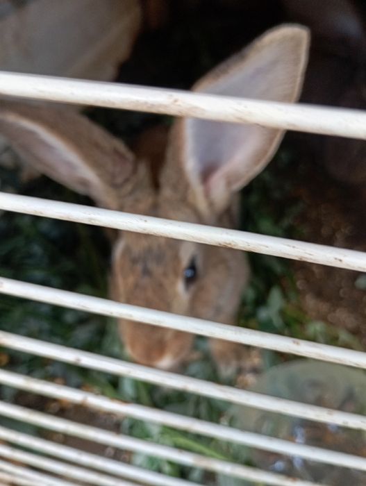 Iepurite și iepuroi