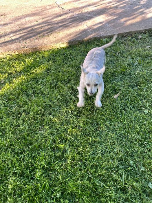 Donez bichon mini