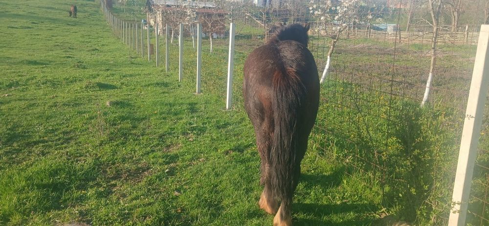 Manji de un an de vanzare