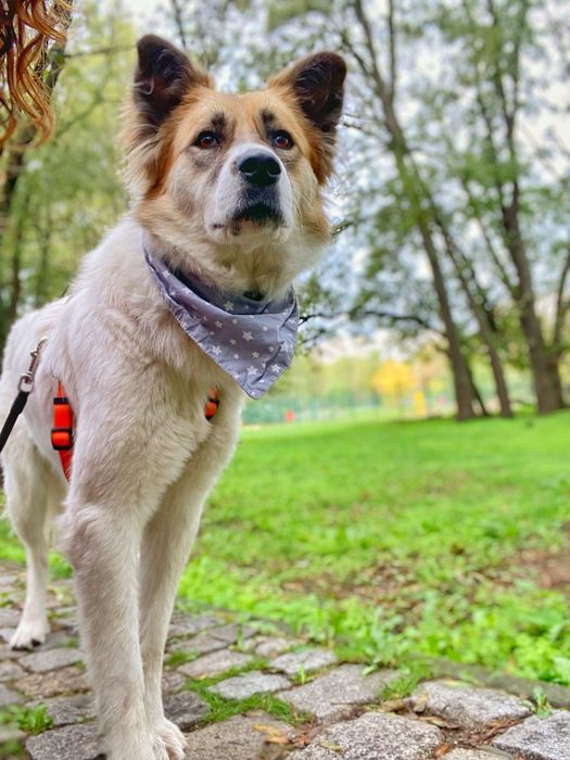 Рошаво женско куче търси дом