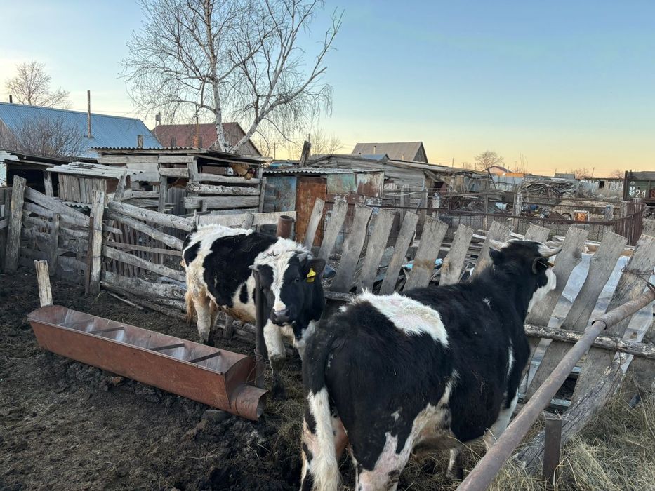 Продам 2 быков возраст полтора года