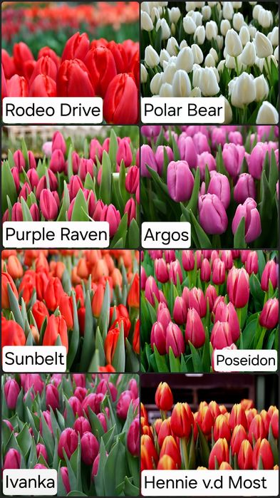 Тюльпаны оптом и в розницу к 8 марта!