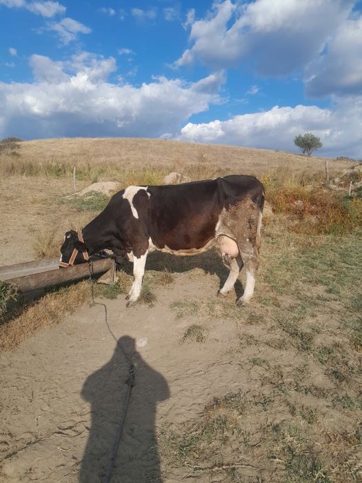 Vând 2 vaci de abator