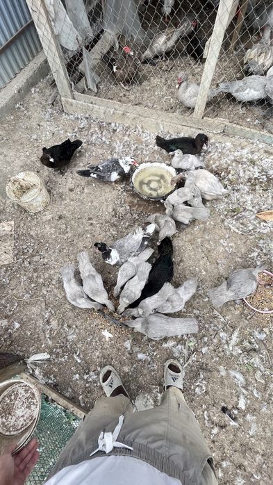 Индаутка окрас лаванда изумруд