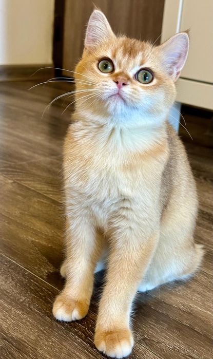 Fetita british shorthair chinchilla golden superba! Pedigree WCF