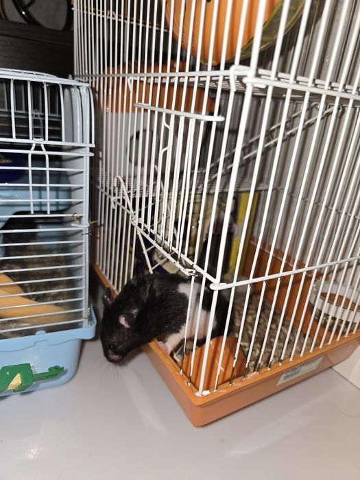 Хомяк сирийский с клеткой