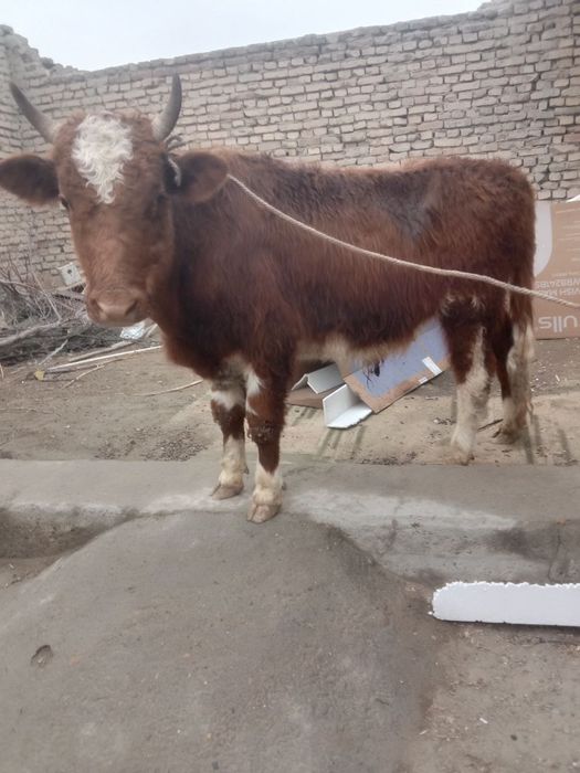 Бука сотилади соглом