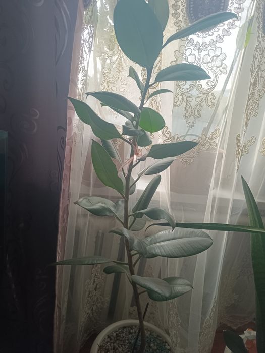 Цветок Фикус продам .
