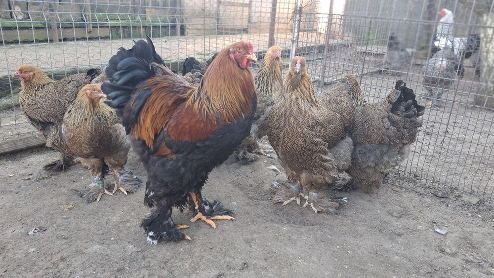 Vând ouă de incubat brahma 2026