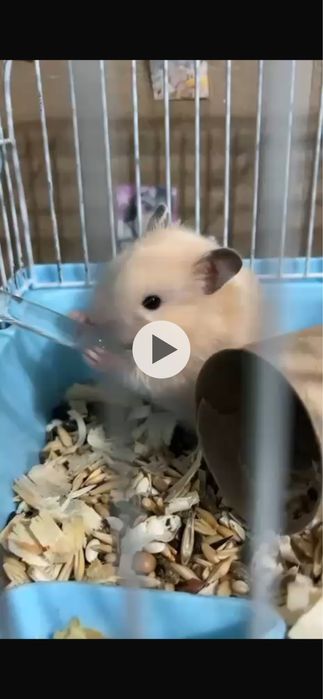 Сирийский хомяк белый