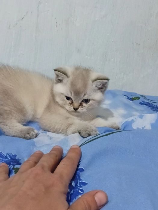 Продаються котята