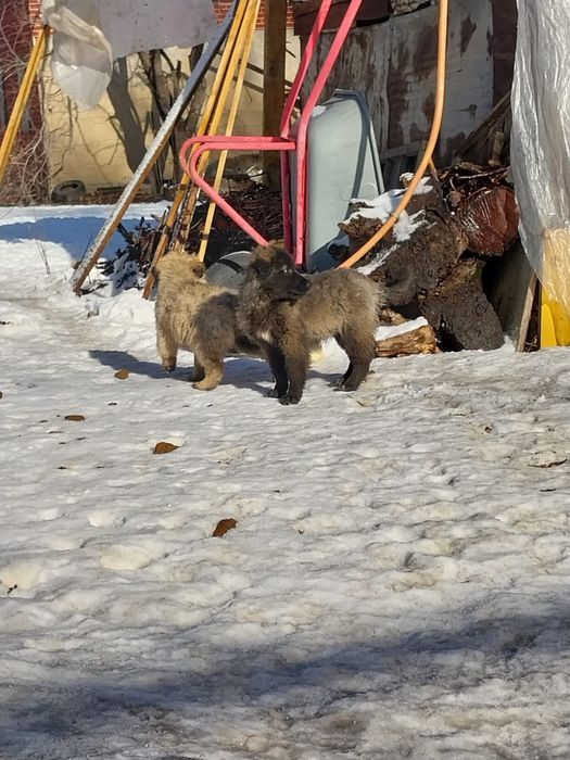 Очаровательные щенки