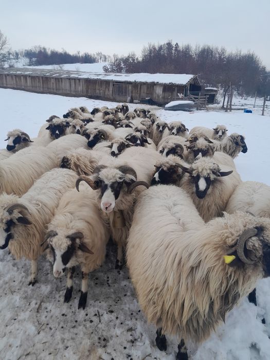 Vind 20 de oi si 5 capre si un berbec  se afla in  zona Fāget Timiss