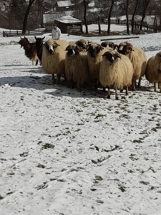 Oi bune de vânzare.