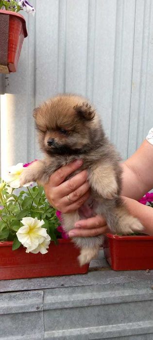 Продаются щенки шпица