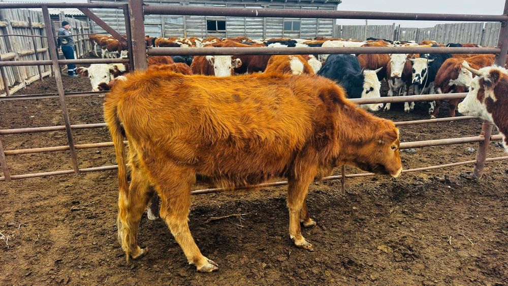 Соғымға сатылады