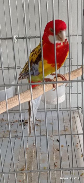 Razella popugay sotiladi