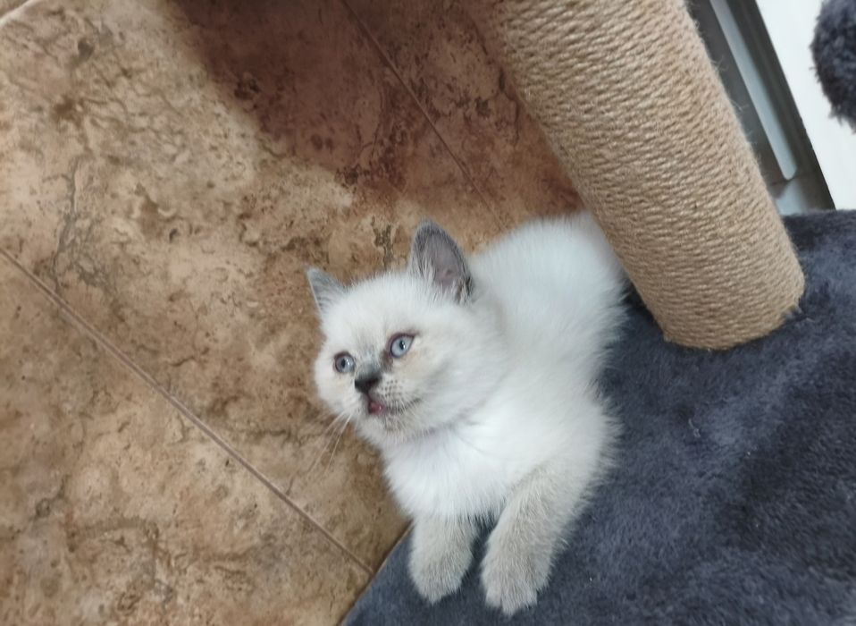 Британски котета