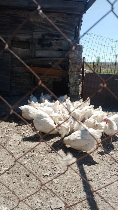Продаю курей срочно