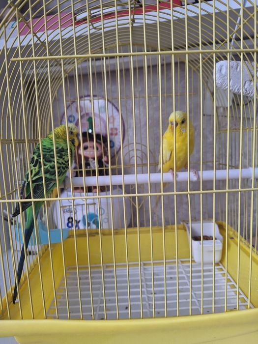 Продам  двух попугаев