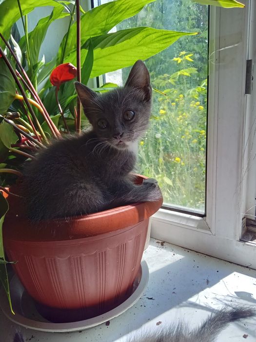 Отдам котёнка в добрые руки